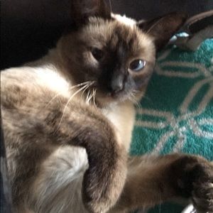 Meet your Posher, Princess